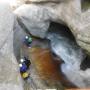 Canyoning - Clue du Riolan - 94